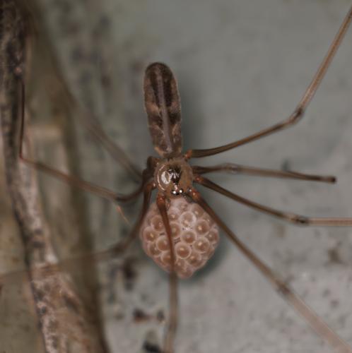 Réf. 345 748 : Pholcus phalangioides